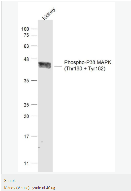 6059428bef44e.png image.png